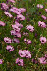A field of Pink Dimorphotheca ecklonis or Cape daisy flowers in a park