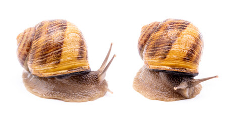Weinbergschnecken, isoliert.