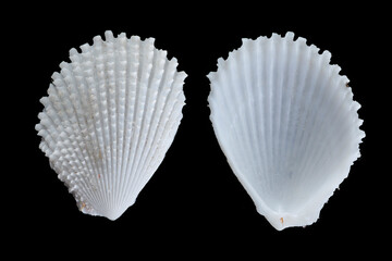 Lima vulgaris, sea clam specimen
