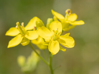 綺麗に咲いた黄色い菜の花（ブラッシカ・ラパ）