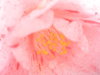 淡いピンクの斑模様が綺麗な椿の花