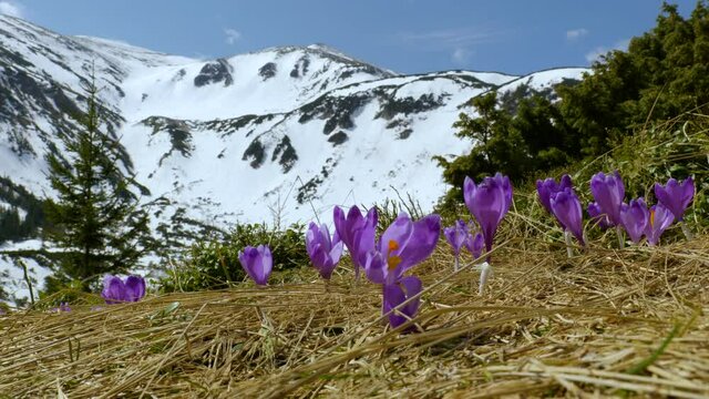 Spring crocuses in carpathia mountains