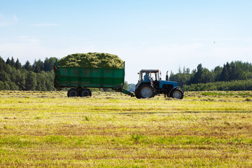 Fototapeta premium Tractor with a trailer filled with freshly cut grass. Hay making, grassland. General plan, panorama. Copy space.
