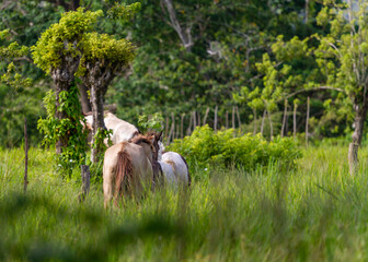 Horses going back - dominican republic