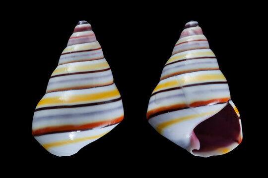 candy cane snail, Liguus virgineus