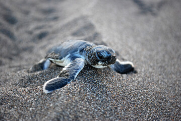 Baby Turtle 