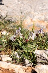 Delicate, white iris (iris pumila) grows in a mountain forest