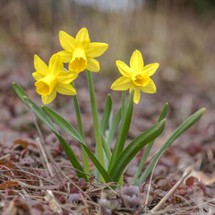 Fototapeta premium yellow daffodils in spring
