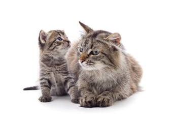 Obraz premium Cat and little kitten.