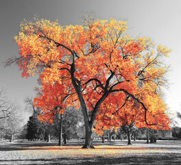 Big colorful tree with bright orange yellow leaves in a black and white landscape scene in the park