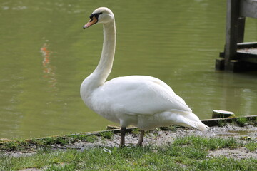 Obraz premium swan and cygnets