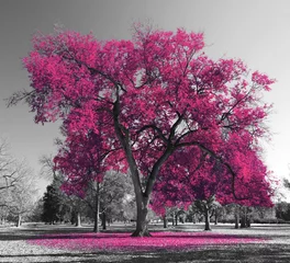 Foto op Canvas Grote kleurrijke boom met roze bladeren in een zwart-witte landschapsscène in het park © deberarr