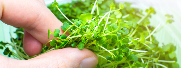 Germinating Microgreen close up, broccoli sprouts. Natural eco food with vitamins. Home gardening. Healthcare, vegetarian lifestyle. Growing greenery indoors.