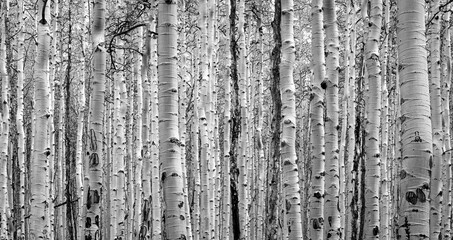 Thick forest of aspen trees create natural background texture in black and white