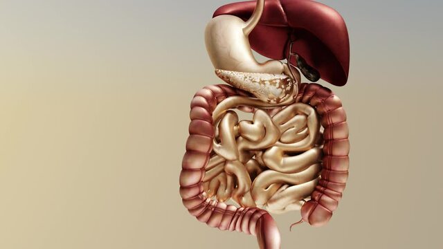 Human digestive system, Medically accurate, 3d render 