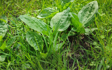 Plantain medicinal plant with green leaves. The main leaves of the plantain in the spring. Broad-leaved plantain, large.