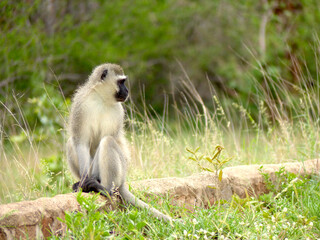 Profile of an African vervet monkey sitting at the side of the road in Kruger National Park