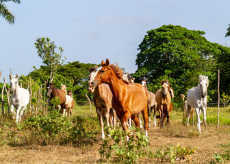Obraz premium herd of horses galloping - dominican republic