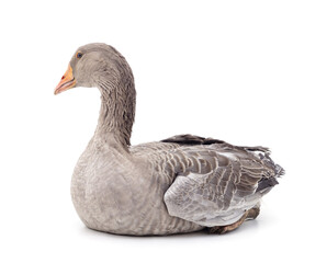 Beautiful gray goose.