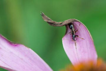 ant on flower