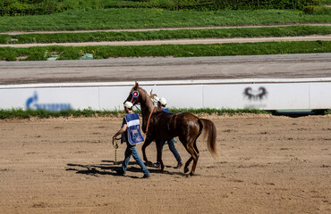 beautiful horses at the races at the opening of the season at the hippodrome on a sunny day 