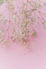 Obraz na płótnie Canvas Small white flowers on a pink background. Holidays. Gypsophila.