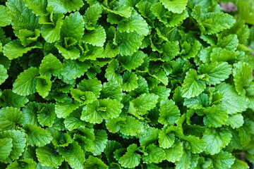 A Green milisa plant on pyrode in park background