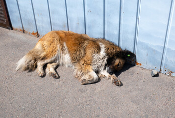 Homeless street dog sleeps on the road. Neutered and disinfection dog with chip. Sterilization animal.