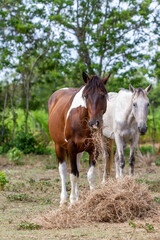 Obraz na płótnie Canvas two horses in a field, eating