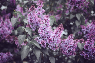 Selective focus shot of lilac flowers blooming in a garden