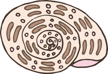 seashell sea vector isolated hand drawing sketch beige