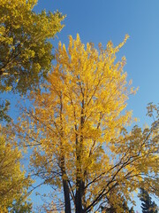 Fototapeta na wymiar autumn tree in the park
