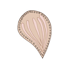 seashell sea vector isolated hand drawing sketch beige