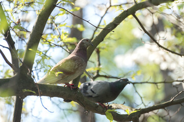 Wood pigeon on a tree in spring time.