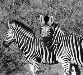 Fototapeta na wymiar Two beautiful zebras in black and white, one zebra looking at the camera, one in profile. 
