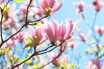 pink flowers in spring