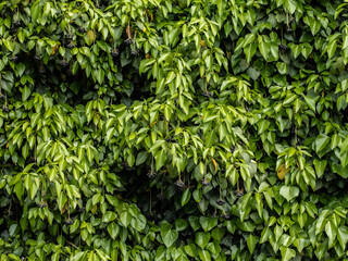 Ivy texture. Ivy background. Ivy backdrop. Ivy wallpaper. Green plant texture. Green leaves background. Ivyberry backround image. Ivy wall. Green wall. 