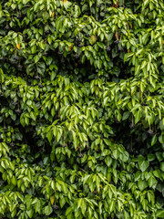 Ivy texture. Ivy background. Ivy backdrop. Ivy wallpaper. Green plant texture. Green leaves background. Ivyberry backround image. Ivy wall. Green wall. 