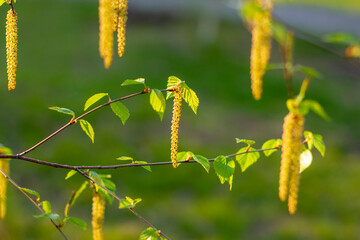 Birch buds on a background of green grass in the spring morning. The concept of ecological production and environmental protection.
