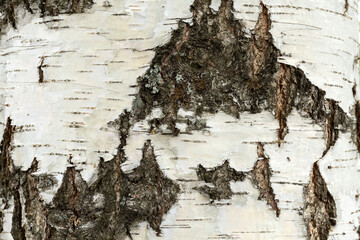 Birch bark. Birch texture. Natural background.