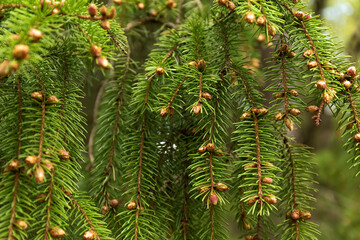 Summer background. A spruce branch with small young cones. Natural background.