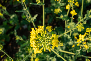 Yellow rapeseed fields in sunny day