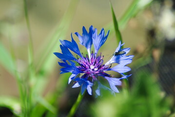 Chaber bławatek (Centaurea cyanus L. )