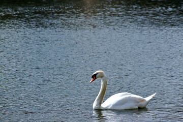 White mute swan on the Serpentine, Hyde Park, London, UK