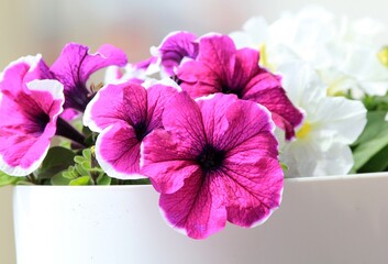 Purple petunia flowers close up