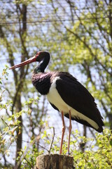 Black and white storch