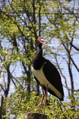 Black and white storch