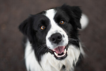 Border collie dog looking into camera and smile