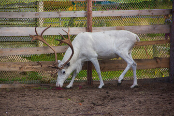 The king of the Tundra is a white deer. Reindeer and husky farm, Teriberka, Murmansk region.