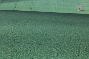 grand champ cultivé au printemps avec un arbre seul au milieu. Un modèle d'agriculture intensive...